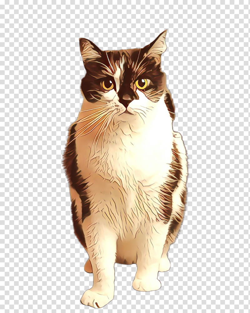 cat small to medium-sized cats whiskers american wirehair american bobtail, Small To Mediumsized Cats, European Shorthair, Cymric, Norwegian Forest Cat, Ragamuffin, Aegean Cat, Asian transparent background PNG clipart