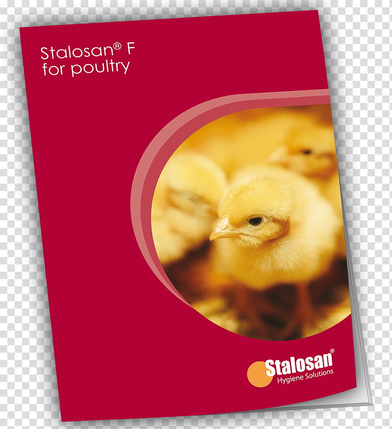 Chicken, Broiler, Poultry, Poultry Farming, Feed Conversion Ratio, Cattle, Sanphar Animal Health Ltd, Production, Industry, Dairy transparent background PNG clipart