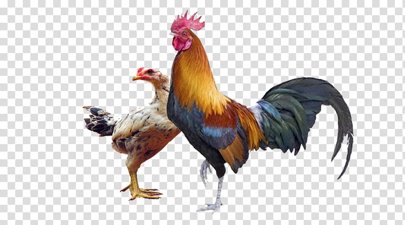 Chicken, Rooster, Leghorn Chicken, Poultry Farming, Chicken As Food, Beak, Bird, Fowl transparent background PNG clipart