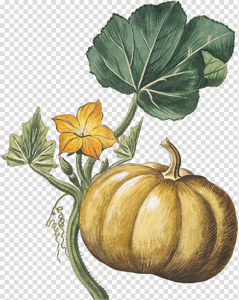 Drawing Of Family, Pumpkin, Vegetable, Field Pumpkin, Gourd, Hortus Romanus, Botanical Illustrator, Squash transparent background PNG clipart