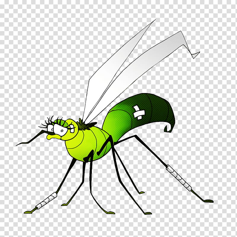 Mosquito Insect, Fly, Yellow Fever Mosquito, Dengue Fever, West Nile Fever, Mosquitoborne Disease, Insect Bites And Stings, Mosquito Control transparent background PNG clipart