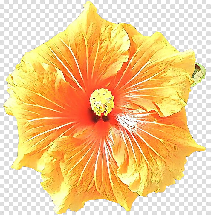Tropical Flower, Cartoon, Rosemallows, Tropics, Shoeblackplant, Video, Library, Tropical Climate transparent background PNG clipart