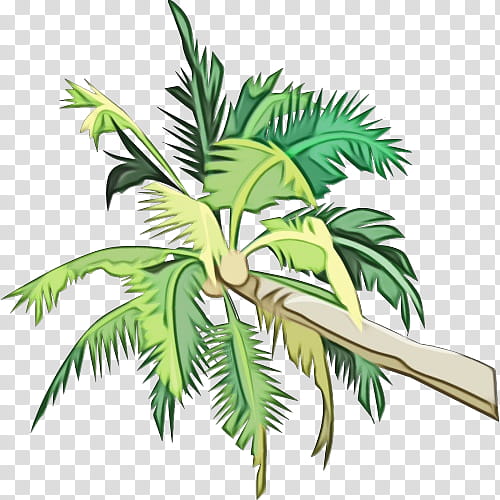 Coconut Tree, Watercolor, Paint, Wet Ink, Palm Trees, Asian Palmyra Palm, Livistona Australis, Trachycarpus Fortunei transparent background PNG clipart