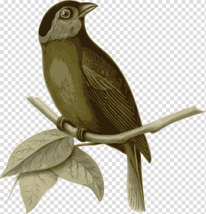 Cartoon Bird, Sparrow, Drawing, Mossbacked Tanager, Feather, Finches, Owl, Branch transparent background PNG clipart