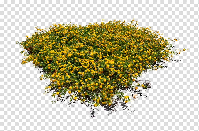 Yellow Flower Bed DSC , yellow flowers transparent background PNG clipart