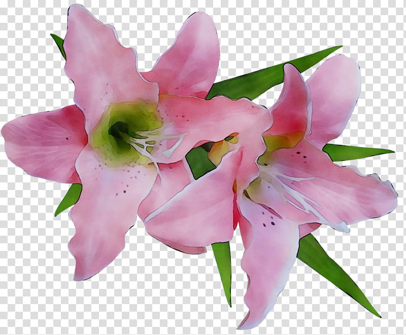 Bouquet Of Flowers Drawing, Lily, Cut Flowers, Jersey Lily, Lily stargazer, Collage, Amaryllis, Pink transparent background PNG clipart