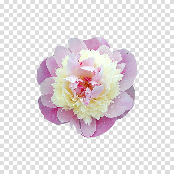flower power s, white and pink petaled flower transparent background PNG clipart