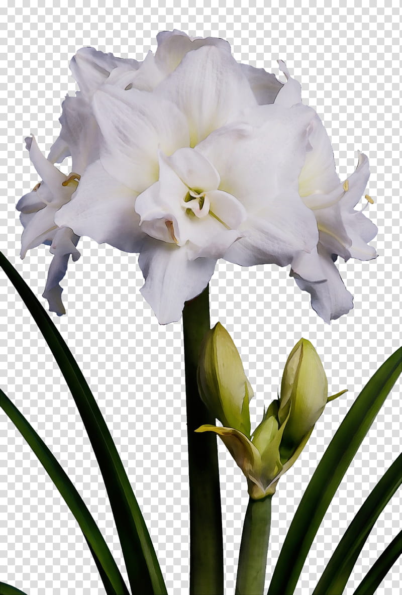 flower plant cut flowers petal amaryllis belladonna, Watercolor, Paint, Wet Ink, Hippeastrum, Iris, Amaryllis Family, Crinum transparent background PNG clipart