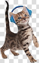 Puppys and Kittens, brown kitten with blue headphones transparent background PNG clipart