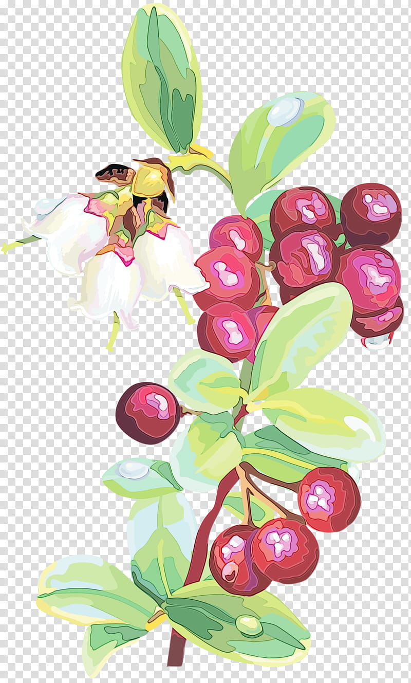 flower plant flowering plant lingonberry berry, Watercolor, Paint, Wet Ink, Fruit, Arctostaphylos Uvaursi, Branch transparent background PNG clipart