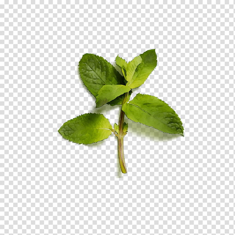 Lemon Tree, Herbalism, Leaf, Peppermint, Plant, Flower, Basil, Stevia Rebaudiana transparent background PNG clipart