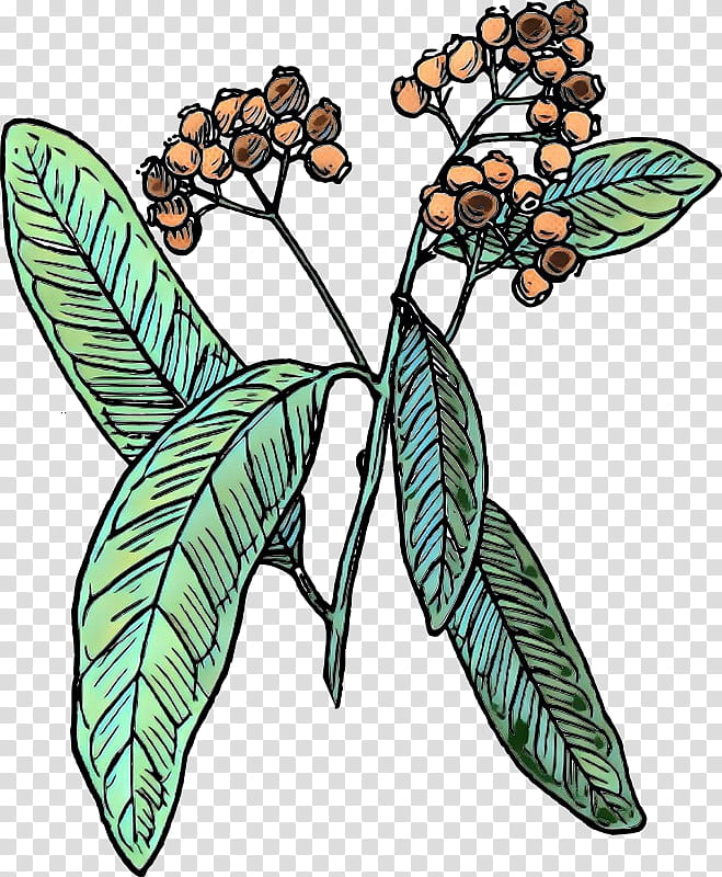 Flower Line Art, Allspice, Drawing, Syzygium Aromaticum, Painting, Cartoon, Visual Arts, Leaf transparent background PNG clipart