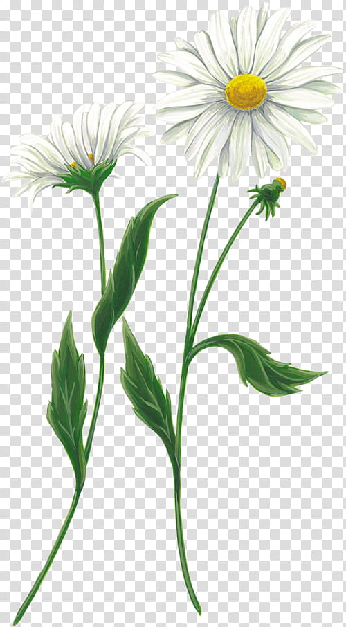 Birthday Flower, Chamomile, Tea, Birthday
, Chrysanthemum, Internet, White, Plant transparent background PNG clipart