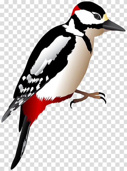 Bird, Woodpecker, Piciformes, Book, Sweden, Beak, Leuconotopicus transparent background PNG clipart