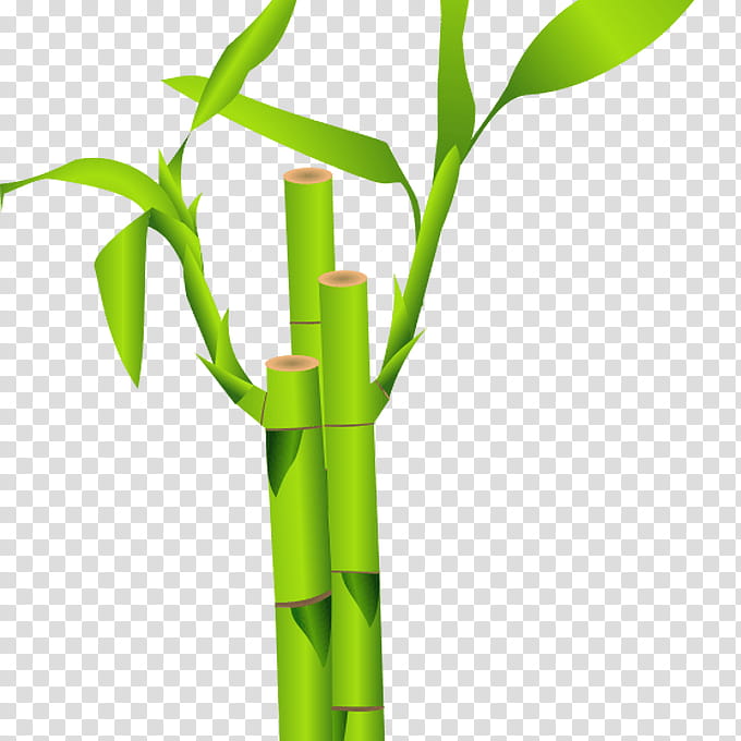 Green Grass, Bamboo, Tropical Woody Bamboos, Phyllostachys Nigra, Plants, Lucky Bamboo, Shoot, Leaf transparent background PNG clipart