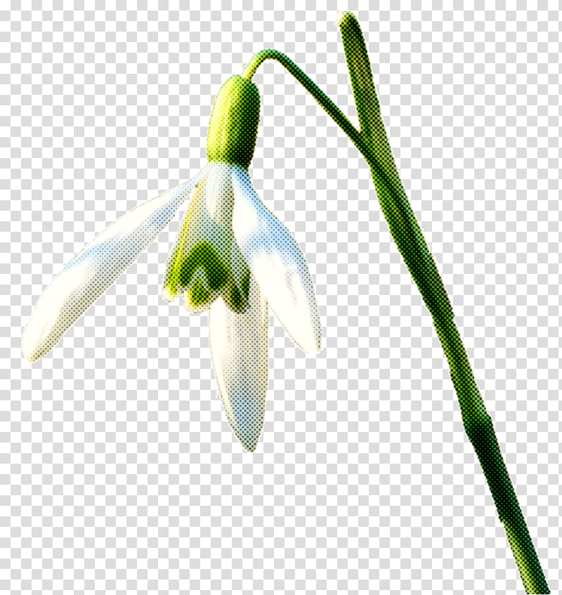 Summer Flower, Snowdrop, Plant Stem, Plants, Galanthus, Summer Snowflake, Amaryllis Family, Pedicel transparent background PNG clipart