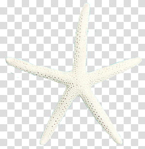Summer s, white starfish transparent background PNG clipart