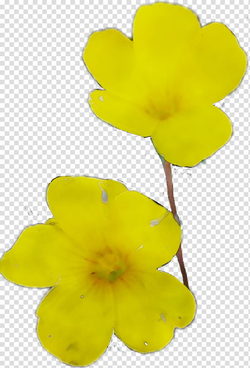 Flower Plant, Yellow, Petal, Wood Sorrel Family, Herbaceous Plant, Wildflower, Evening Primrose, Evening Primrose Family transparent background PNG clipart