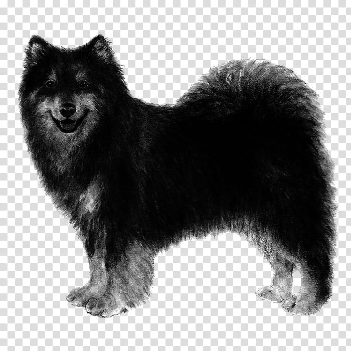 Dog, German Spitz Mittel, German Spitz Klein, Finnish Spitz, Finnish Lapphund, Dog Breed, Icelandic Sheepdog, Keeshond transparent background PNG clipart