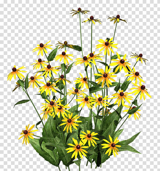 Drawing Of Family, Blackeyed Susan, Flower, Garden, Floral Design, Watercolor Painting, Gardening, Common Daisy transparent background PNG clipart