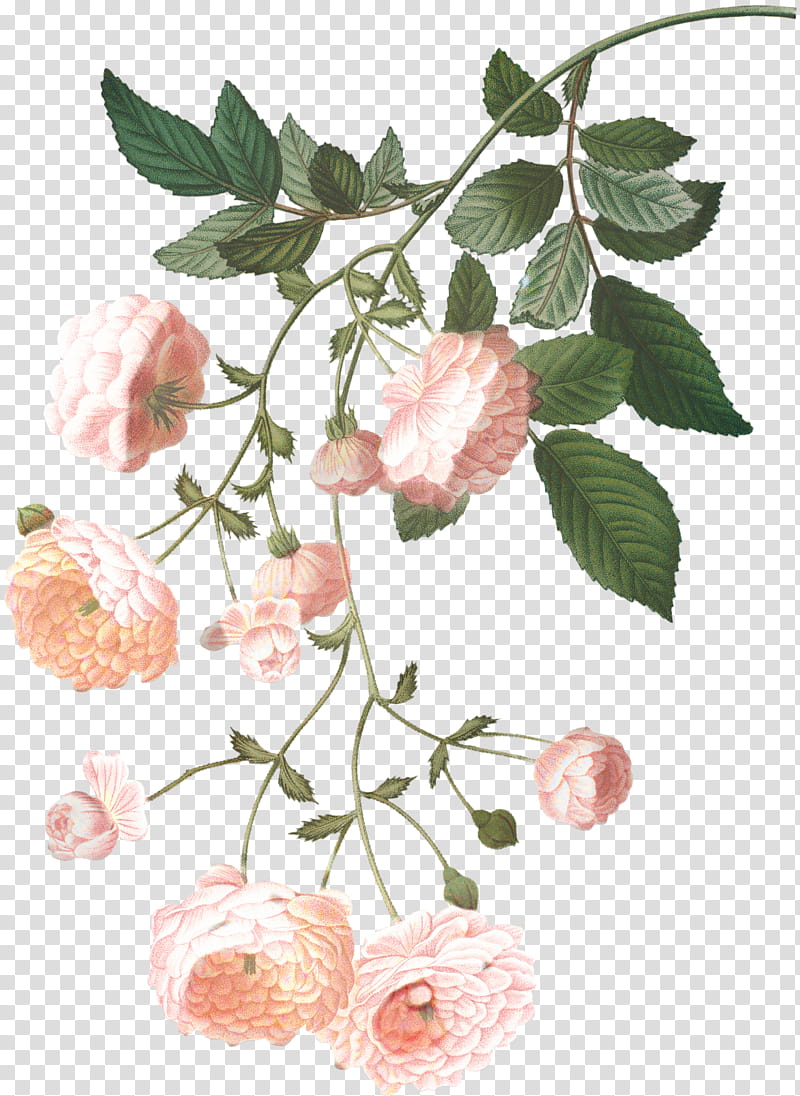 Family Tree Drawing, Multiflora Rose, Ramblerrose, Plants, Flower, Pink, Branch, Petal transparent background PNG clipart