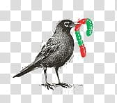 Hipster , black bird holding gummy worm illustration transparent background PNG clipart