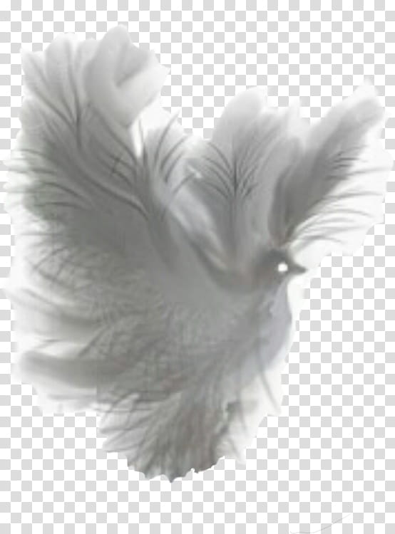 Silver, Pigeons And Doves, Feather, White, Wing, Quill, Fur, Headpiece transparent background PNG clipart