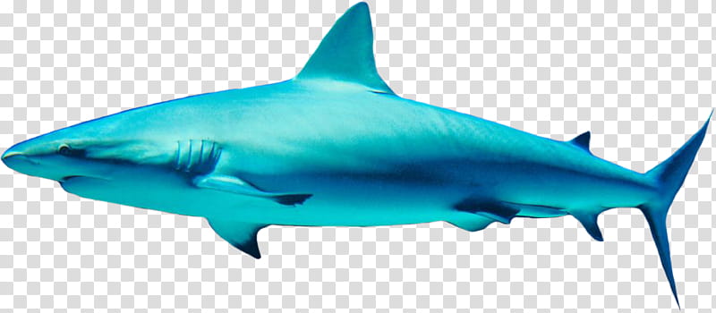 shark, blue shark transparent background PNG clipart