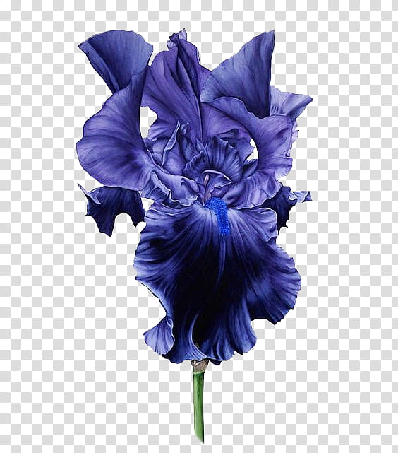 , purple iris flower in bloom transparent background PNG clipart