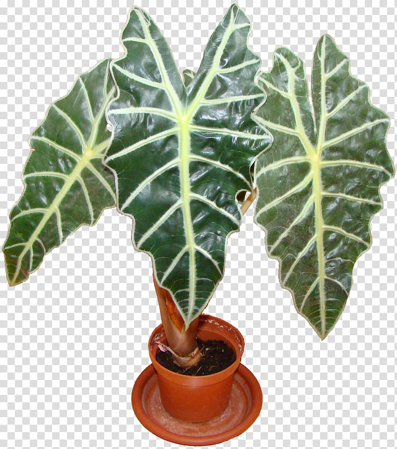 Family Tree, Leaf, Flowerpot, Houseplant, Alocasia, Plants, Ornamental Plant, Annual Plant transparent background PNG clipart