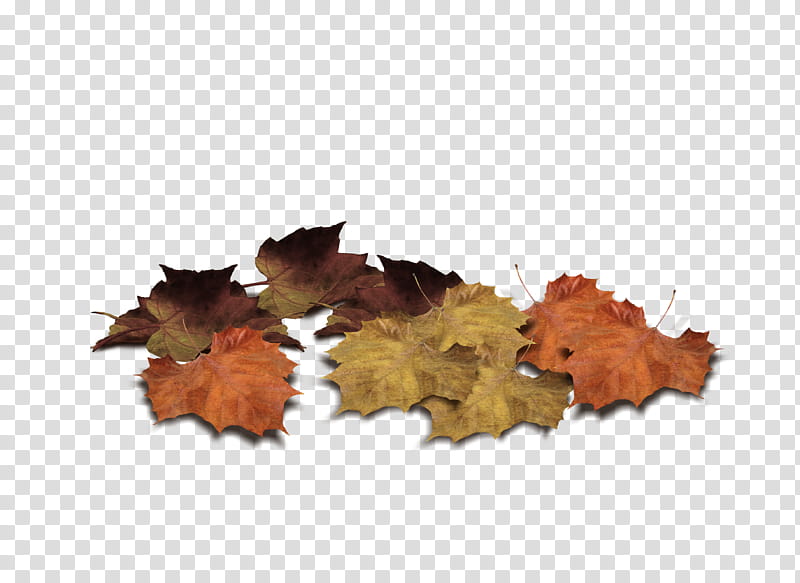 Leaves, maple leafs transparent background PNG clipart