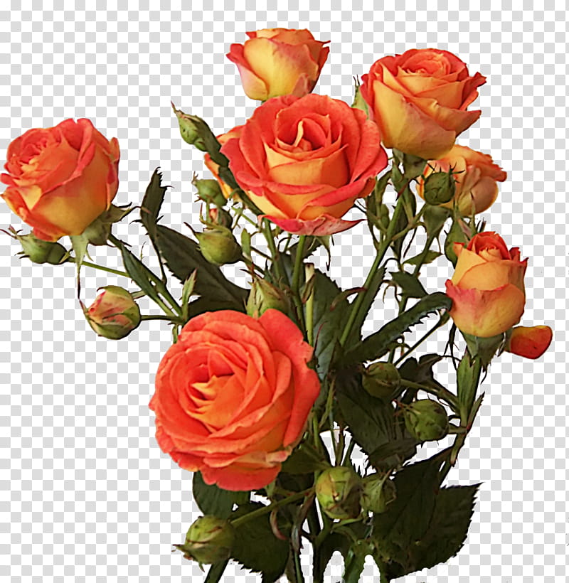 Bunch of roses, orange rose flowers transparent background PNG clipart