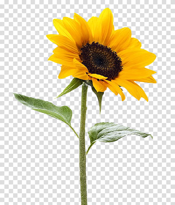 yellow sunflower transparent background PNG clipart