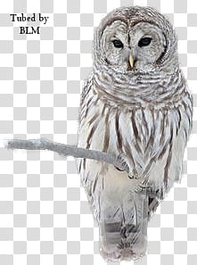 Lechuza, gray owl perching on a branch transparent background PNG clipart
