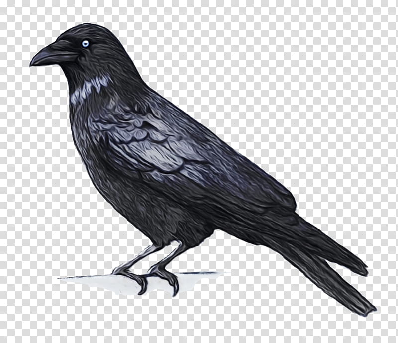 Cartoon Bird, Western Jackdaw, Common Raven, Crow, Carrion Crow, Carib Grackle, Whitewinged Chough, Crow Family transparent background PNG clipart