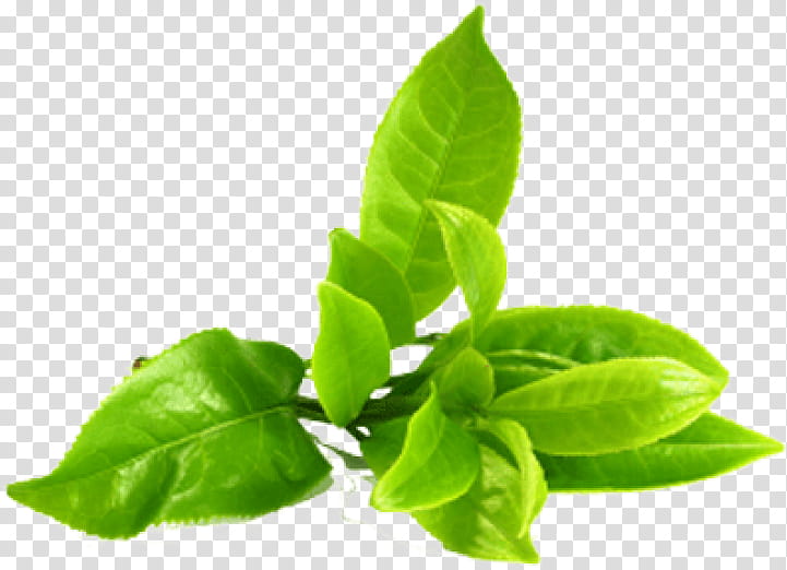 Leaf Green Tea, Mighty Leaf, Tea Plant, Green Tea Extract, Flower, Basil, Kaffir Lime, Spinach transparent background PNG clipart