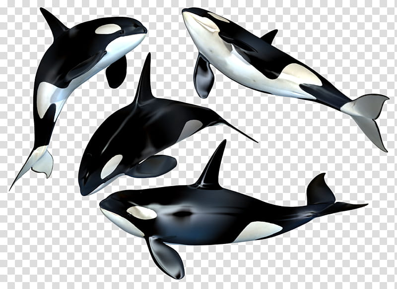 Killer Whale, four black and white whales transparent background PNG clipart
