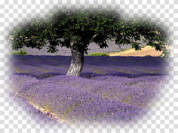 Flower Field, Lavander Field, Avignon, Lavender, Fontainedevaucluse, Hotel, Luberon, Lavender Oil transparent background PNG clipart