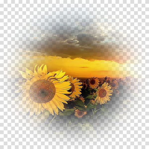 Sunflower, Mobile Phones, Widescreen, Video Graphics Array, Computer, Sunset, Bold And The Beautiful, Yellow transparent background PNG clipart