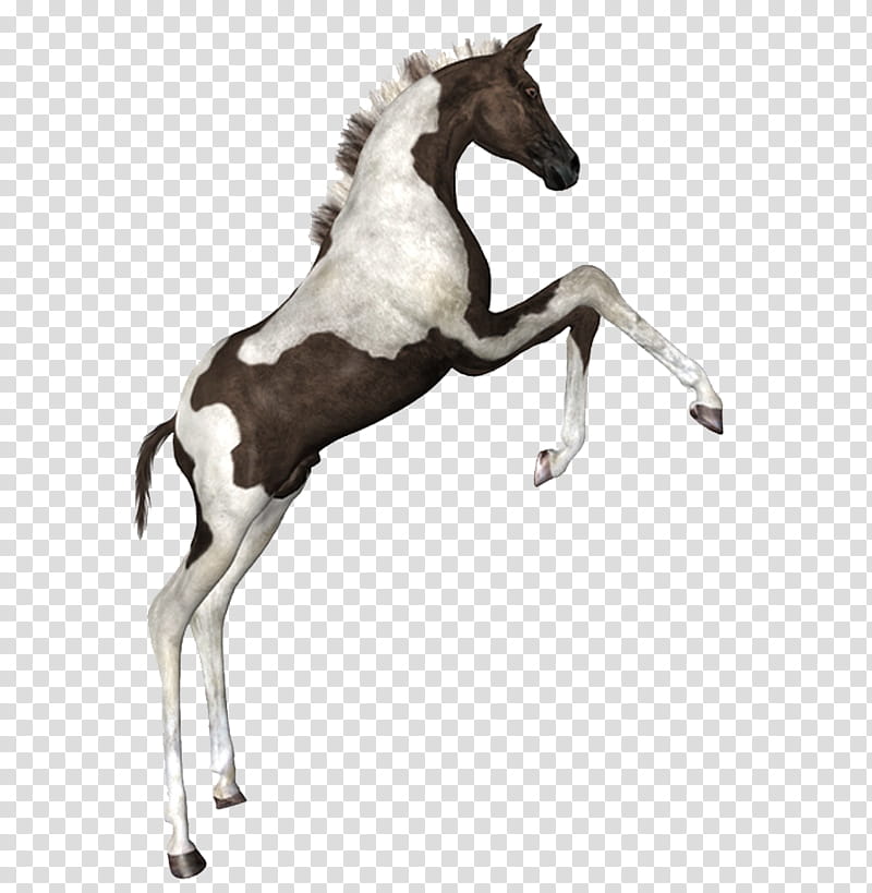 Painted Foal, white and brown horse art transparent background PNG clipart