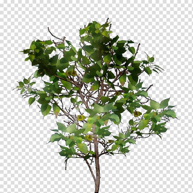 Family Tree, Garden, Houseplant, Common Ivy, Nature, Fruit Tree, Branch, Flower transparent background PNG clipart