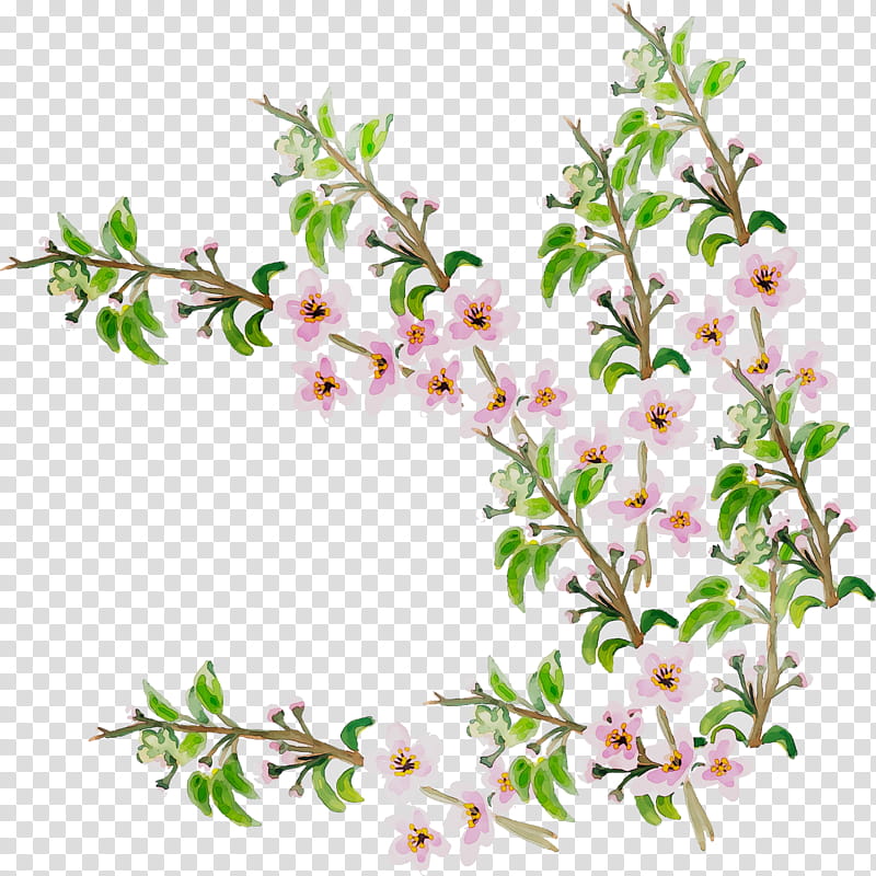 Cherry Blossom, Twig, Stau150 Minvuncnr Ad, Cherries, Plant Stem, Plants, Flower, Branch transparent background PNG clipart