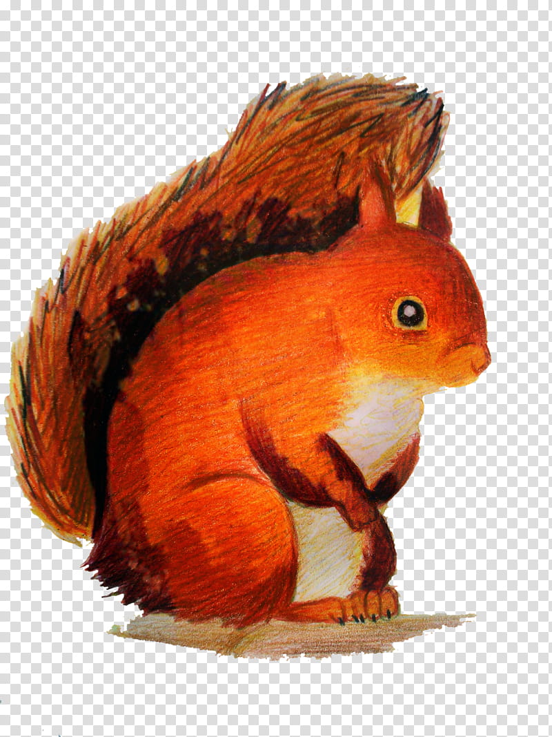 Squirrel, Tree Squirrel, Drawing, Red Squirrel, Animal, Cat, Eastern Gray Squirrel, Line Art transparent background PNG clipart