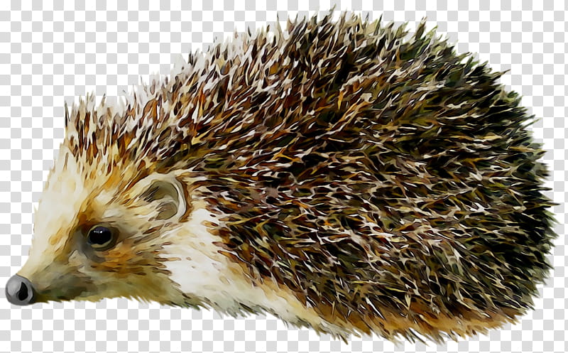 Hedgehog Erinaceidae, Porcupine, Domesticated Hedgehog, European Hedgehog, Animal, Drawing, Pet, Echidna transparent background PNG clipart