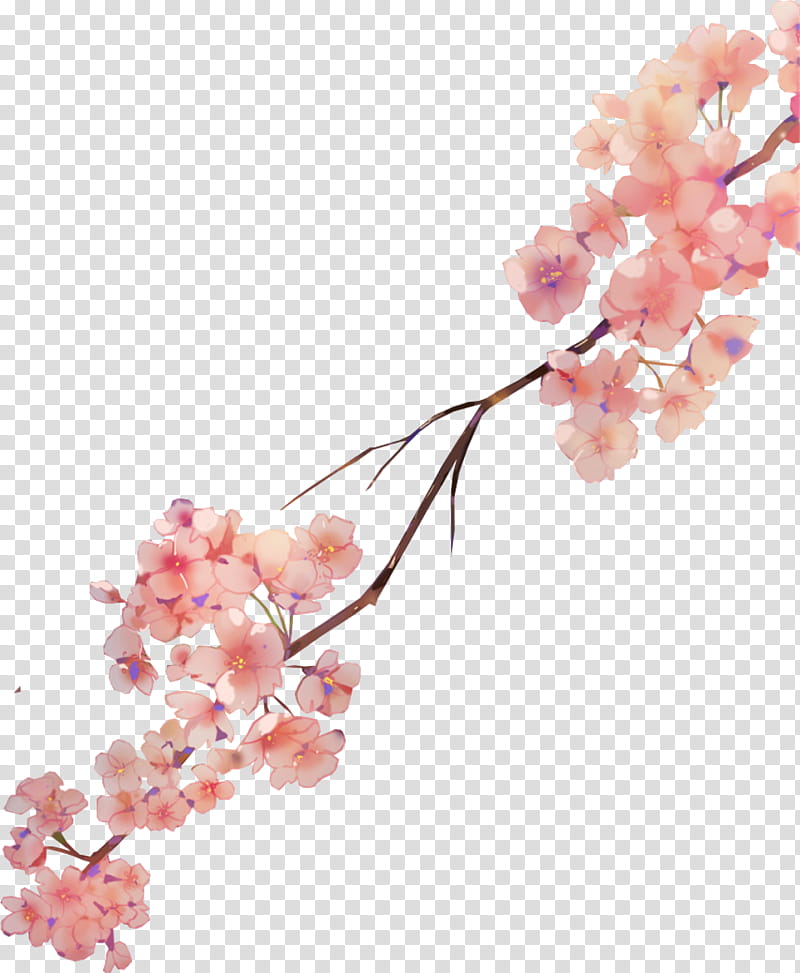 Flower Art Watercolor, Cherry Blossom, Watercolor Painting, Watercolour Flowers, Petal, Sakura Sakura, Cherries, Sticker transparent background PNG clipart