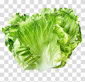 green lettuce transparent background PNG clipart