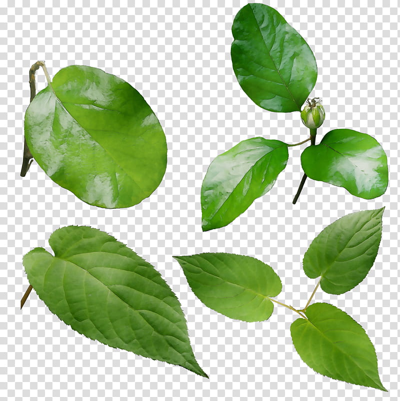 Orange Tree, Leaf, Herbalism, Plant, Flower, Woody Plant, Mock Orange, Food transparent background PNG clipart