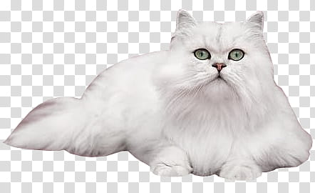 adult white Persian cat transparent background PNG clipart
