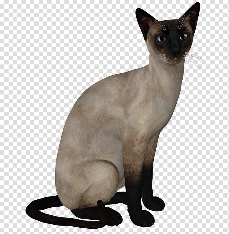Siamese , Siamese cat transparent background PNG clipart