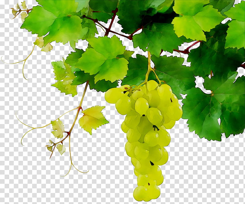 Green Leaf, Wine, Grape, Sultana, Sauvignon Blanc, Cabernet Sauvignon, Fruit, Grape Leaves transparent background PNG clipart